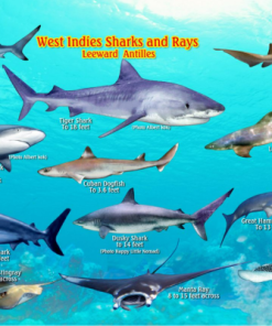 Fish Card, West Indies Sharks & Ray (sale)