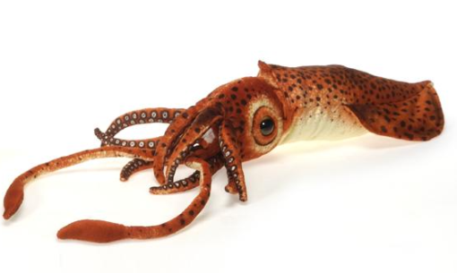 Squid 24"